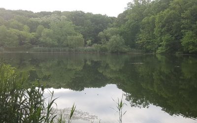 Explore Nature at the Alley Pond Environmental Center in Bayside, NY